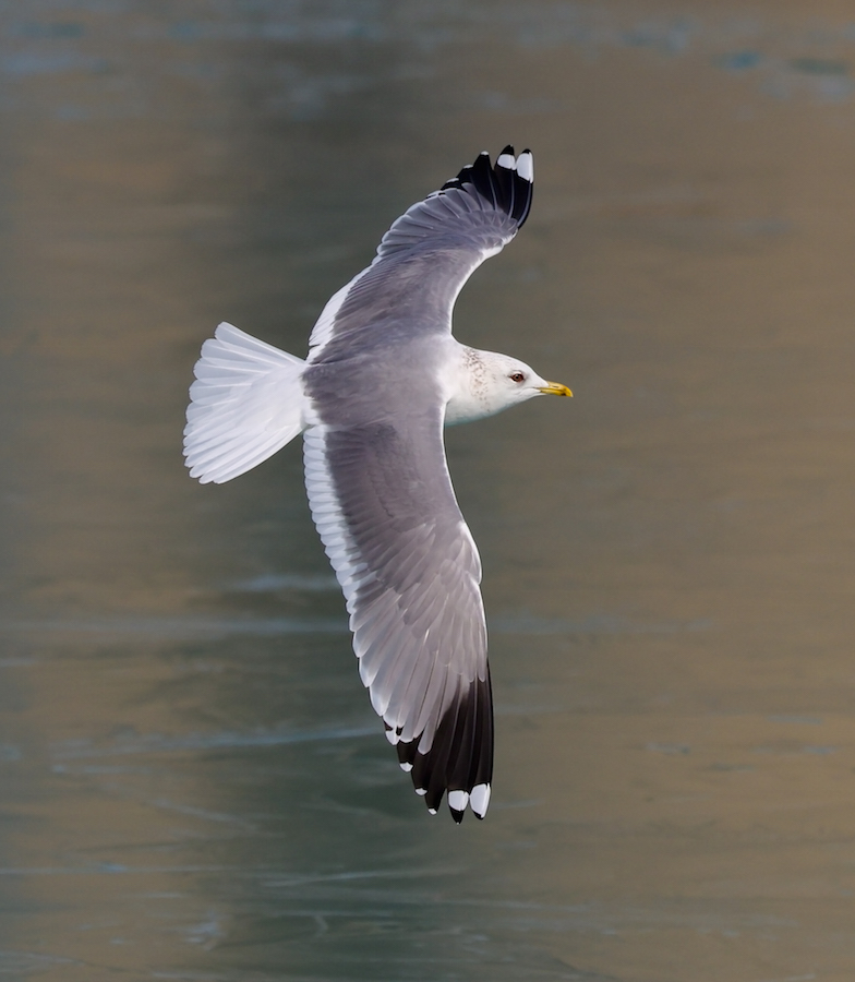 Common Gull