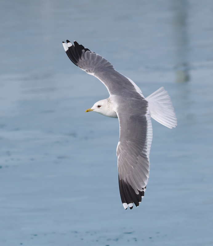 Common Gull