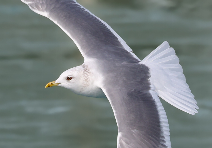 Common Gull