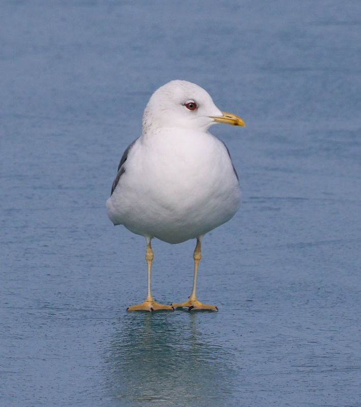 Common Gull