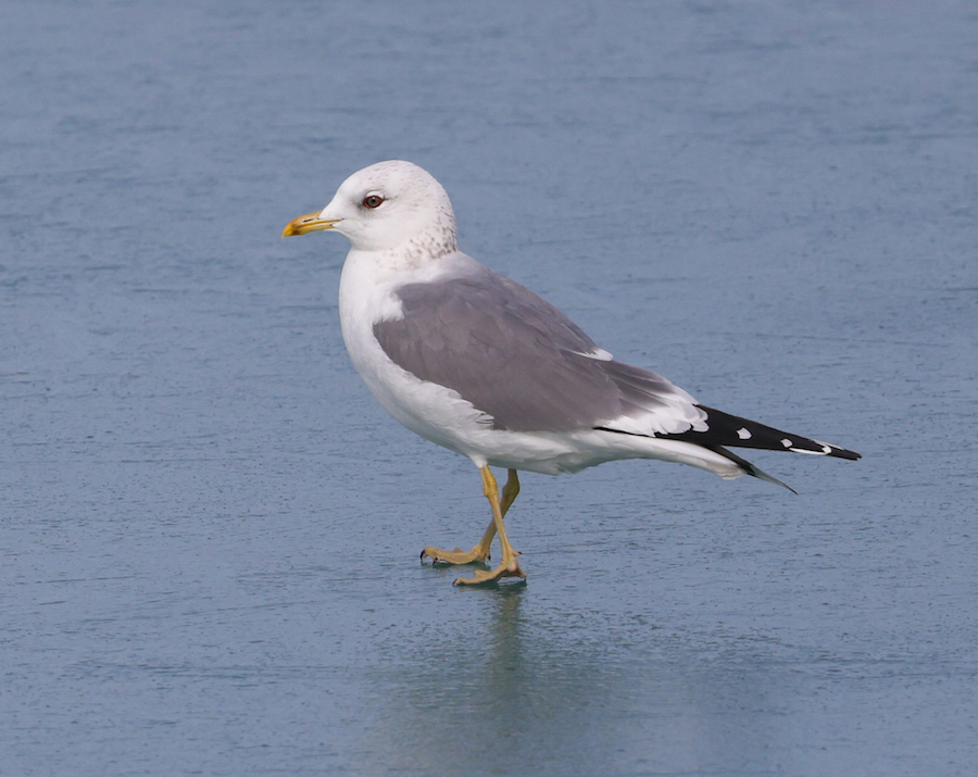 Common Gull