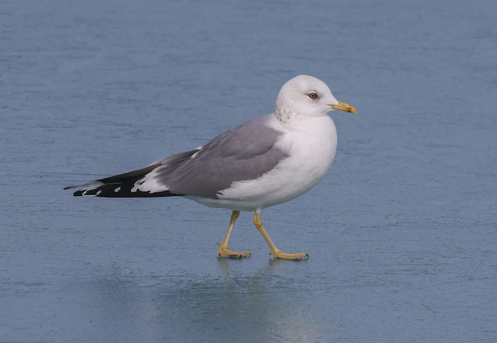 Common Gull