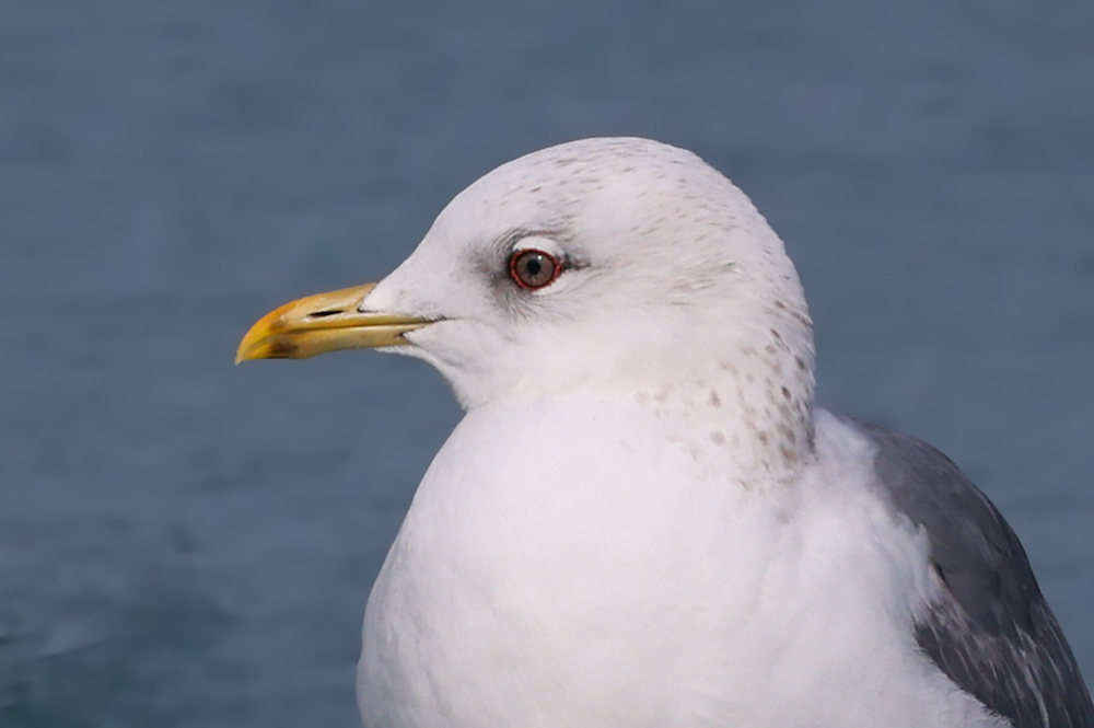 Common Gull