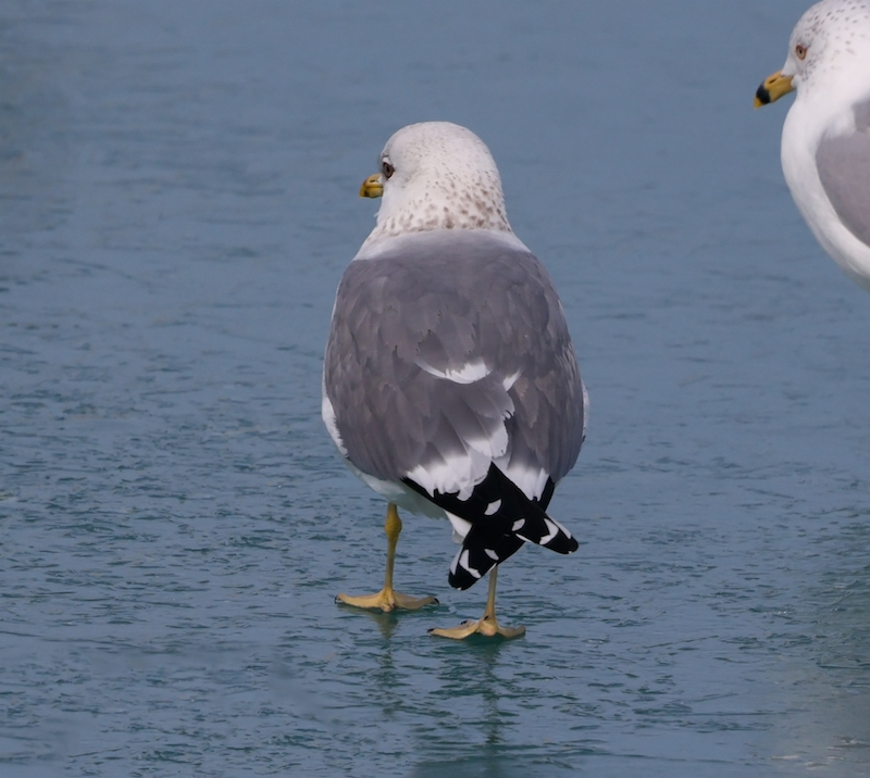 Common Gull