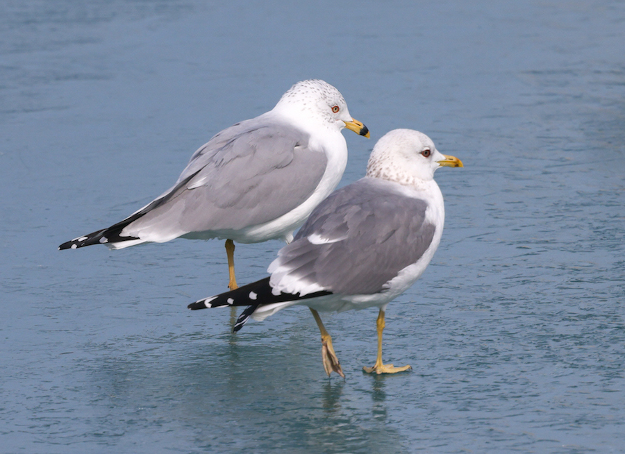 Common Gull