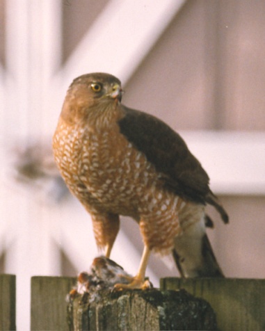 Cooper's Hawk (adult) Photo #4