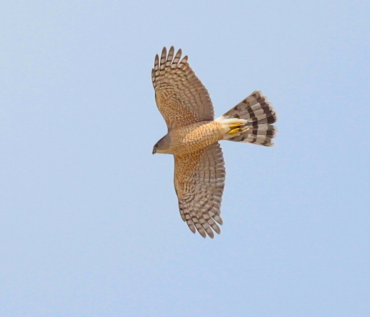 Cooper's Hawk (adult in flight)