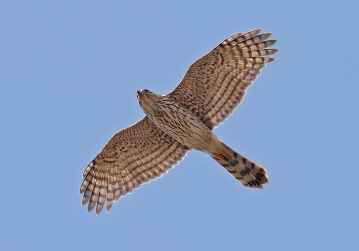 Cooper's Hawk (immature in flight)