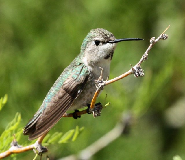 Costa's Hummingbird  photo #5