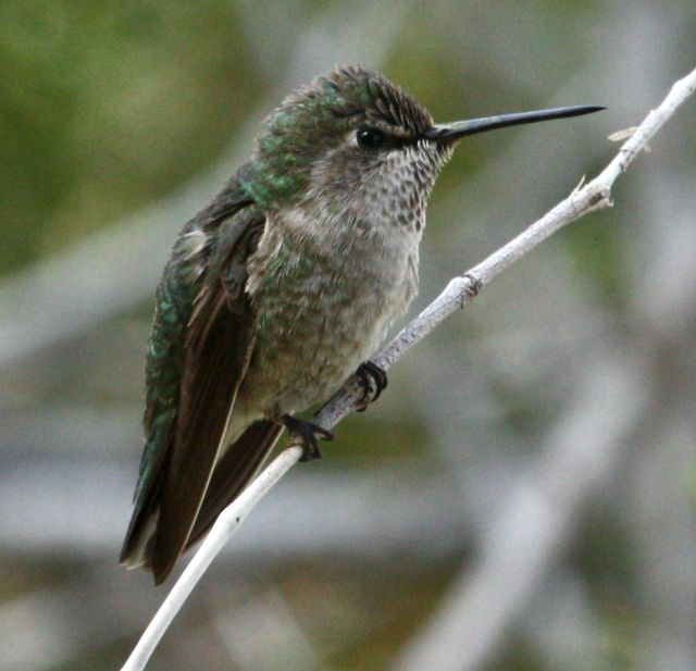 Costa's Hummingbird  photo #4