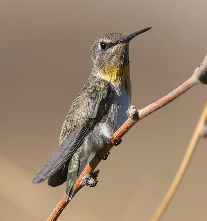 Costa's Hummingbird  photo #6