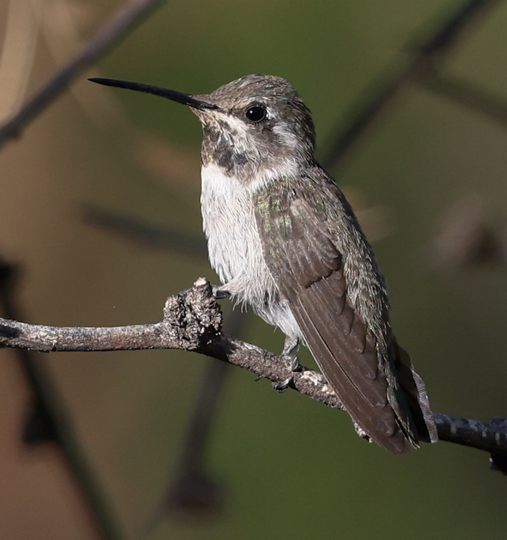 Costa's Hummingbird  photo #7