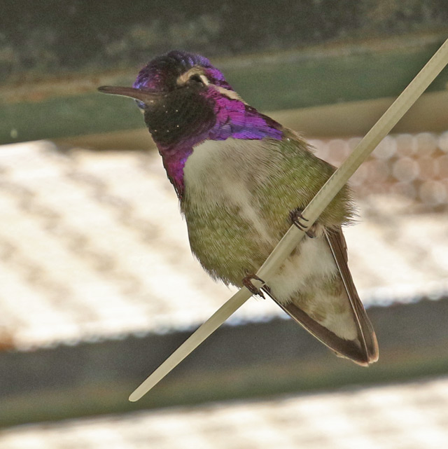 Costa's Hummingbird  photo #1