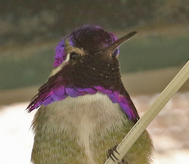 Costa's Hummingbird  photo #3