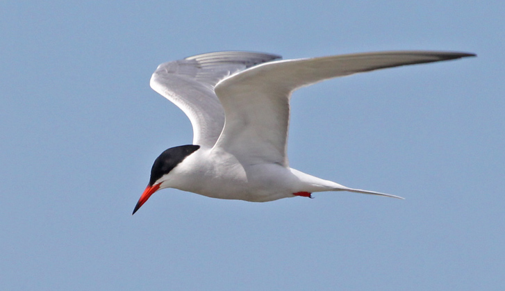 Common Tern (adult in flight)