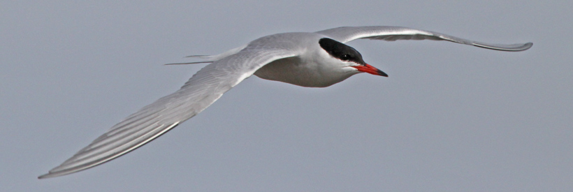 Common Tern (adult in flight)