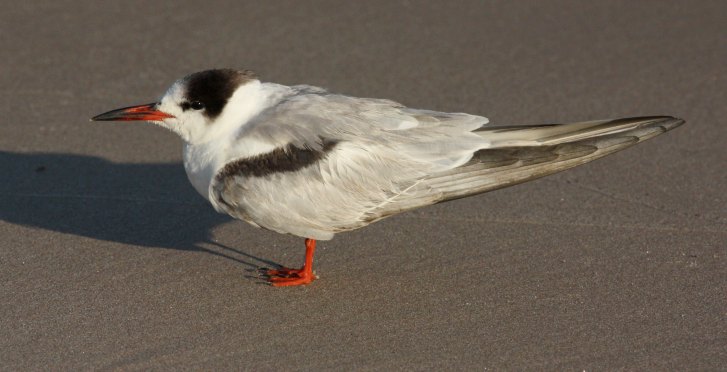 Common Tern (1st summer)
