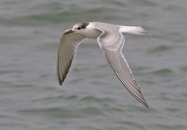 Common Tern (juvenile in flight)