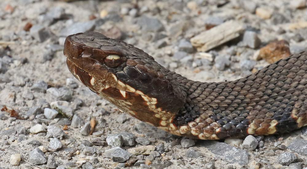 Northern Cottonmouth (adult)