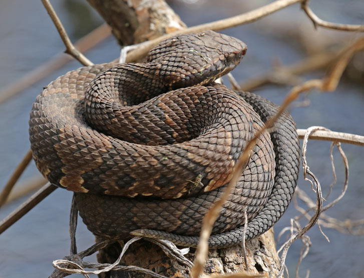 Northern Cottonmouth (juvenile)