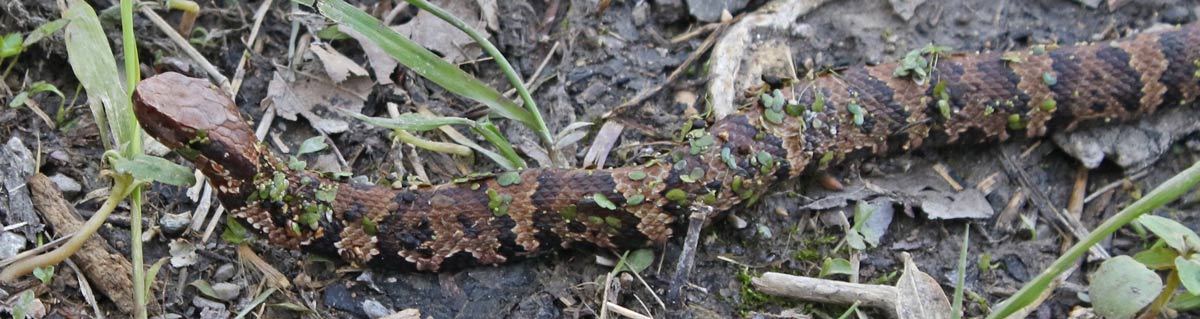 Northern Cottonmouth (juvenile)