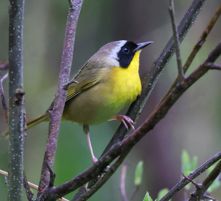 Common Yellowthroat photo 7