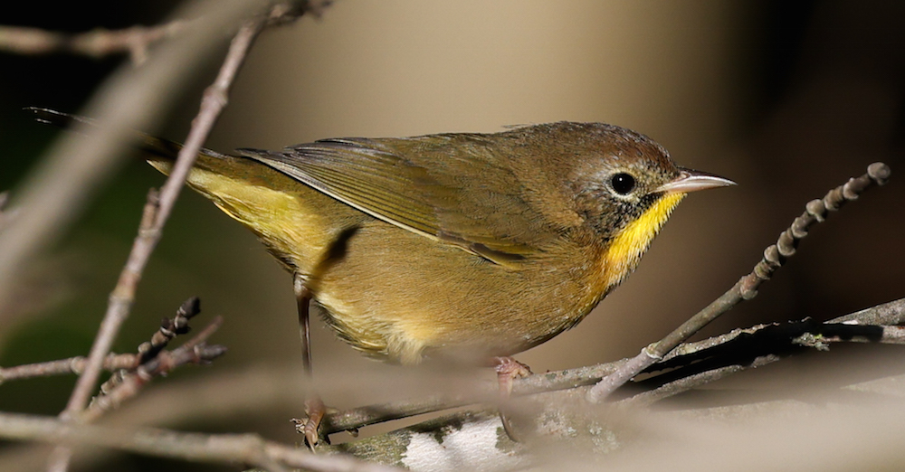 Common Yellowthroat (Eastern 1st fall male) photo 13