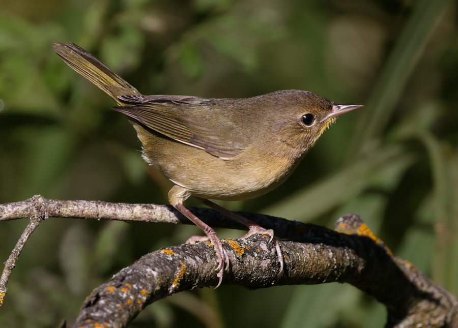 Common Yellowthroat (1st fall female)