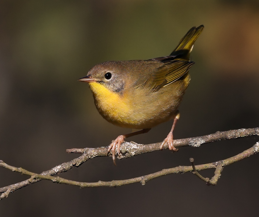 Common Yellowthroat (Eastern 1st fall male) photo 15
