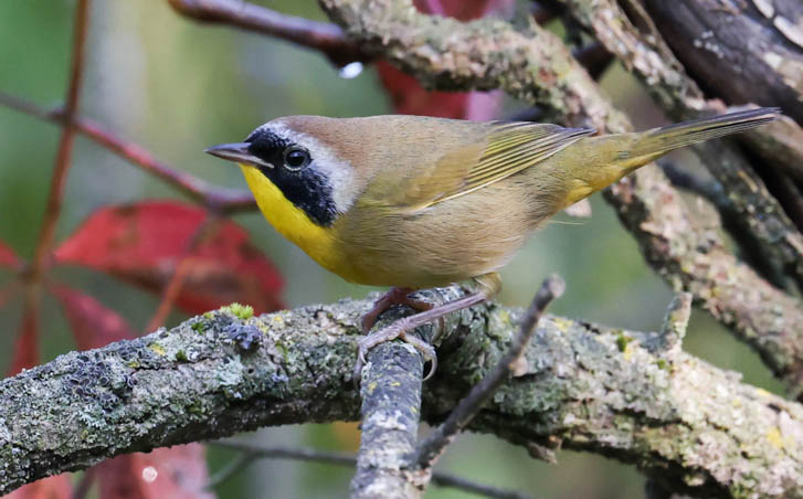 Common Yellowthroat (Eastern fall adult male)