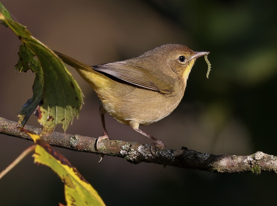 Common Yellowthroat (1st fall female) photo #3