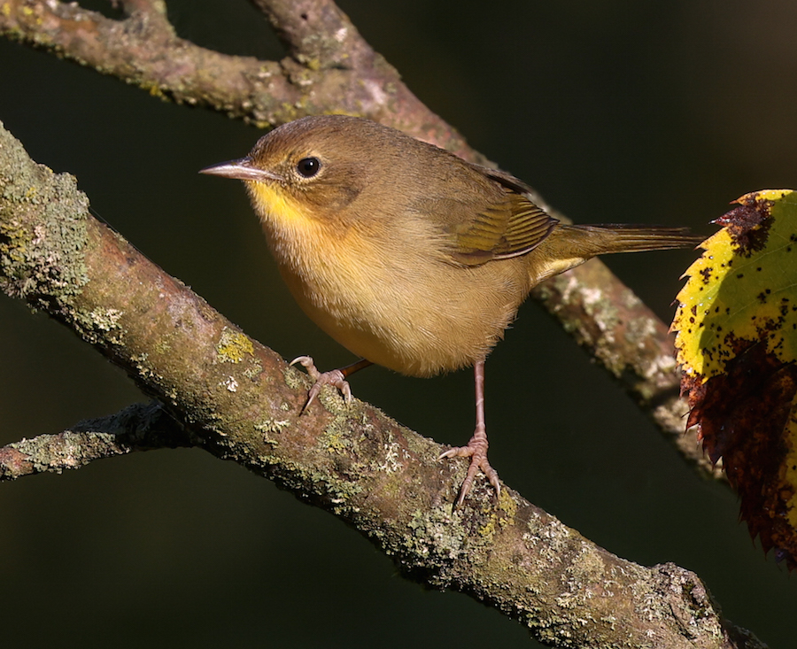 Common Yellowthroat (1st fall female) photo #2