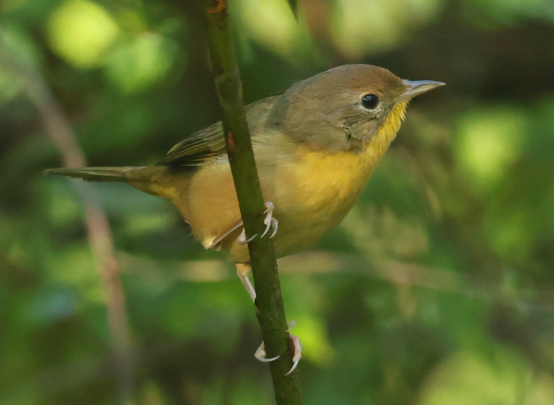 Common Yellowthroat (Eastern 1st fall male) photo 4