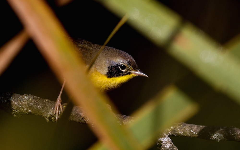 Common Yellowthroat (Eastern fall adult male)
