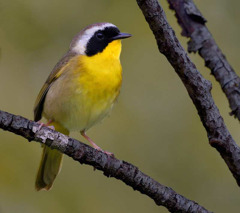 Common Yellowthroat photo 1