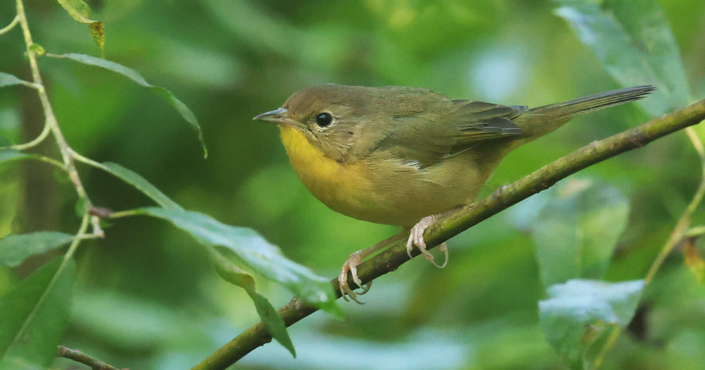 Common Yellowthroat (Eastern 1st fall male) photo 5