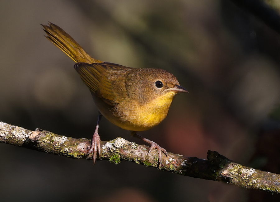 Common Yellowthroat (1st fall female) photo #1