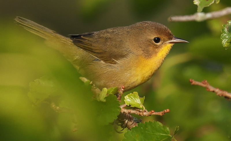 Common Yellowthroat (Eastern 1st fall male) photo 2