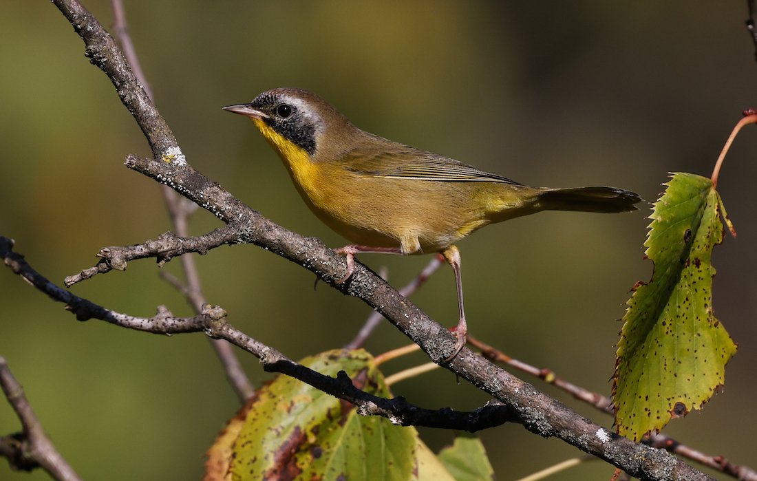 Common Yellowthroat (Eastern 1st fall male) photo 1