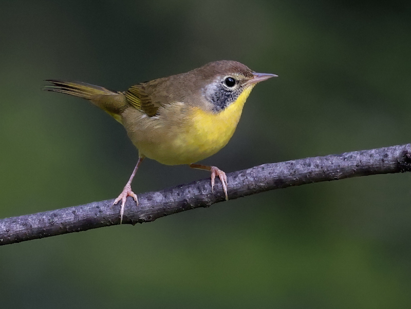 Common Yellowthroat (Eastern 1st fall male) photo 4