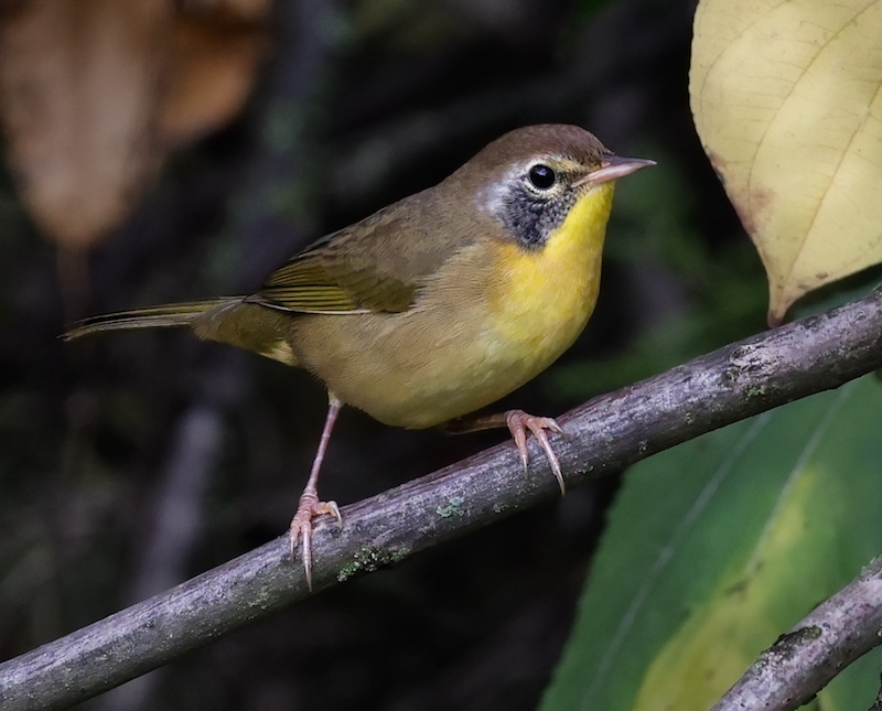 Common Yellowthroat (Eastern 1st fall male) photo 2