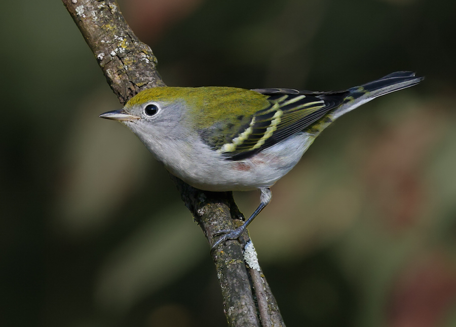 Chestnut-sided Warbler (fall)