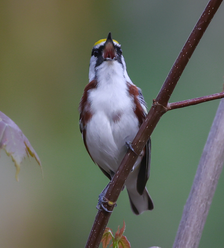 Chestnut-sided Warbler photo #5