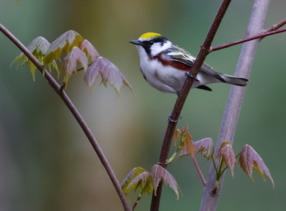 Chestnut-sided Warbler photo #3