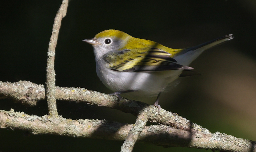 Chestnut-sided Warbler photo #4