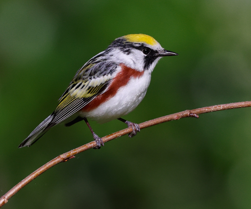 Chestnut-sided Warbler photo #2