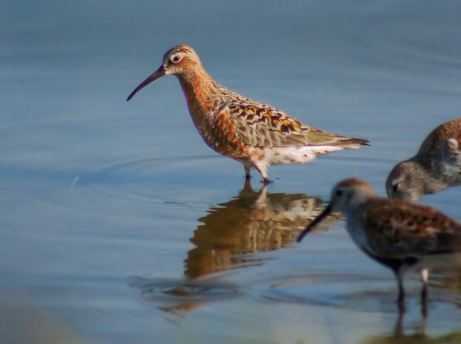 Curlew Sandpiper Photo 1
