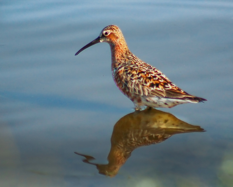 Curlew Sandpiper Photo 2