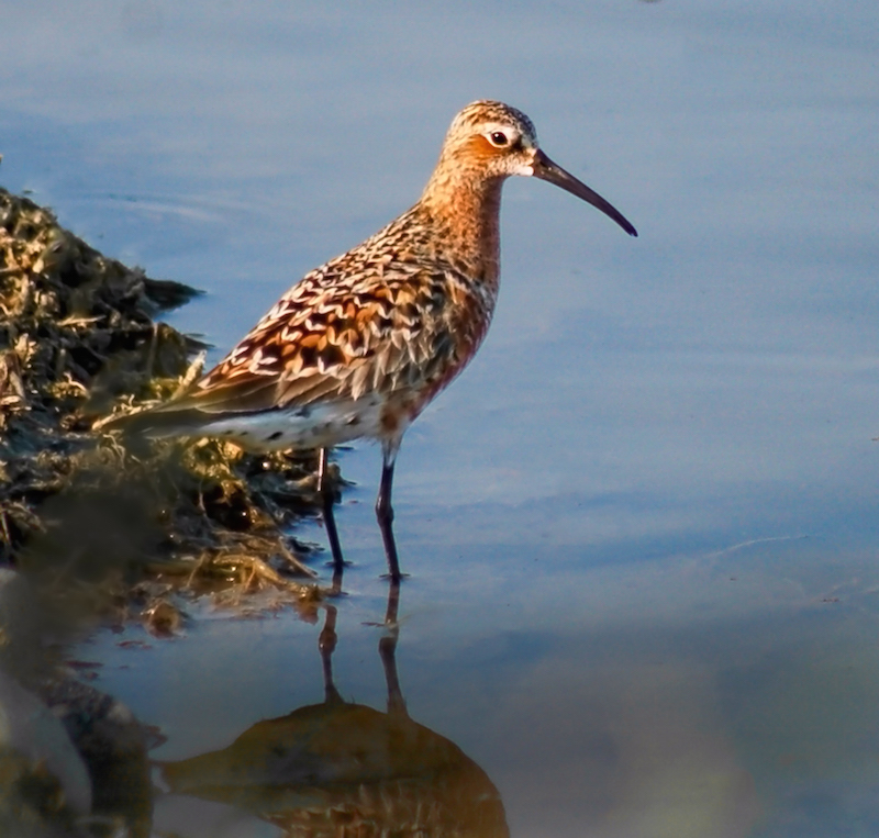 Curlew Sandpiper Photo 3