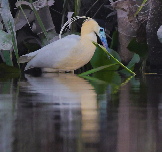 Capped Heron